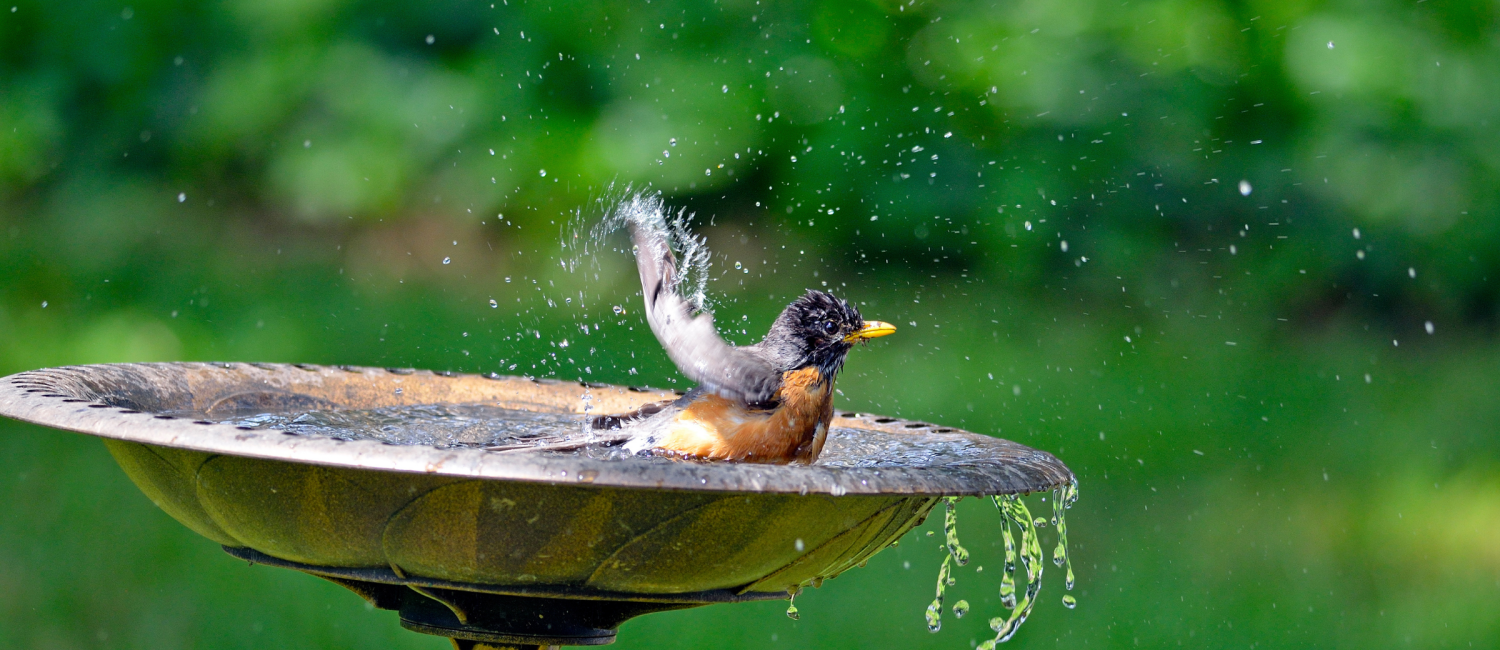 Say Goodbye to Rusty Bird Baths with Ferprime Rust Converter · FUZE